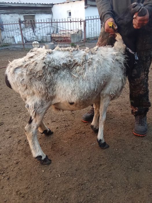Продам бараних жырные