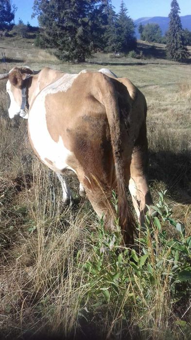 Vaca de vânzare.