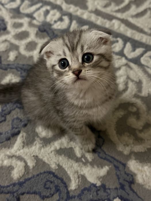 Продаются Котята Шиншилла