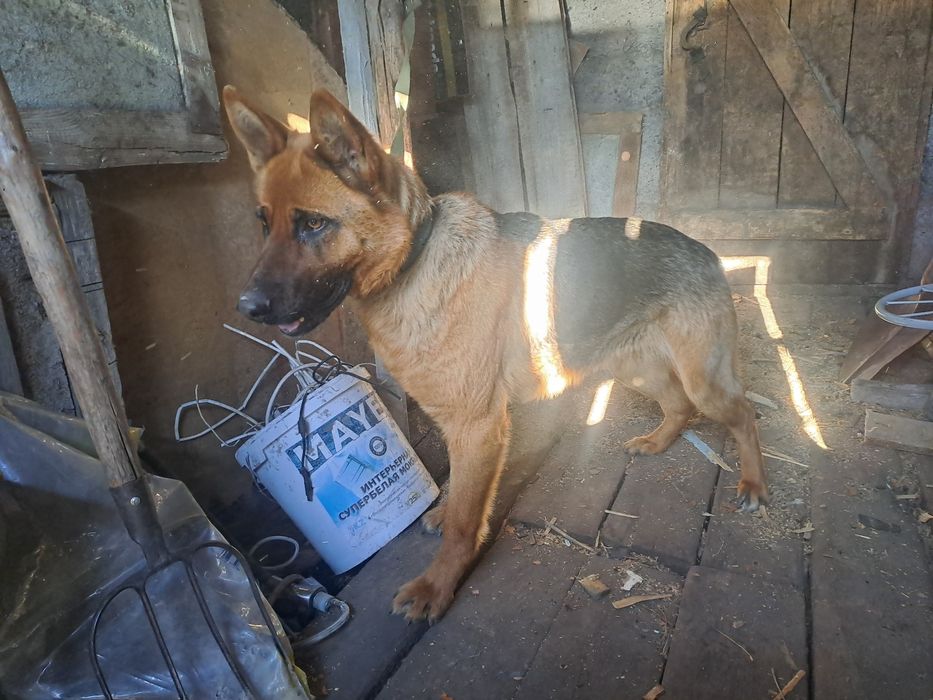 Немецкий авчарка