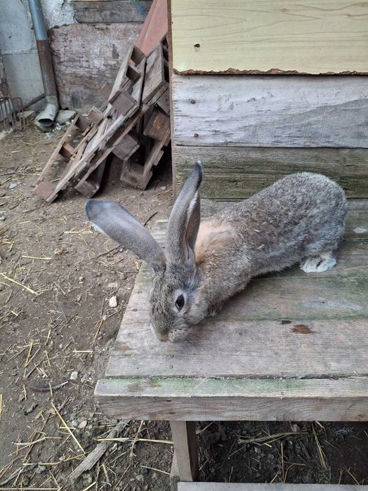 Продавам эайци от добри родители