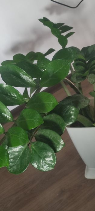 Замиокулькос или долларовое дерево