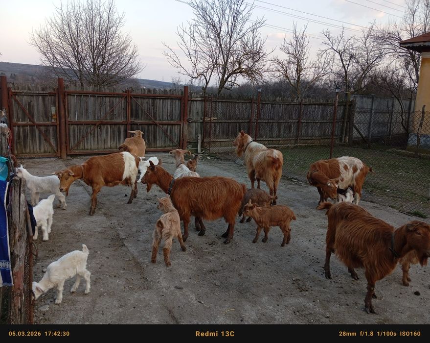 Vând capre cu iezi bune de lapte