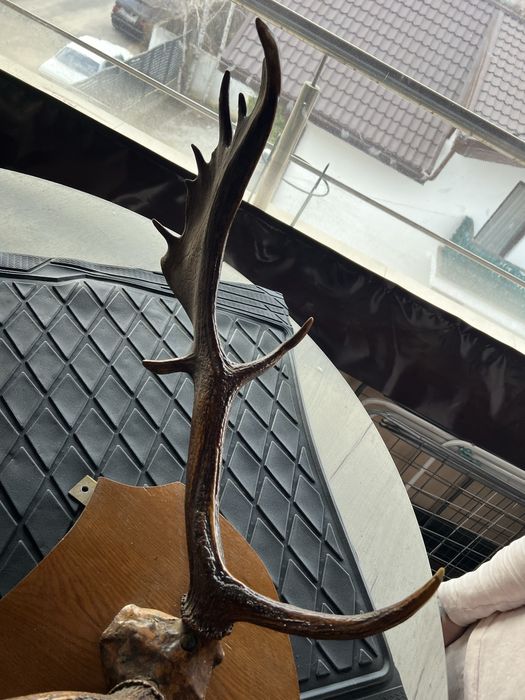 Coarne Cerb autentice mari