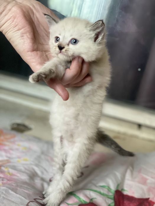 Продается симаский котенок