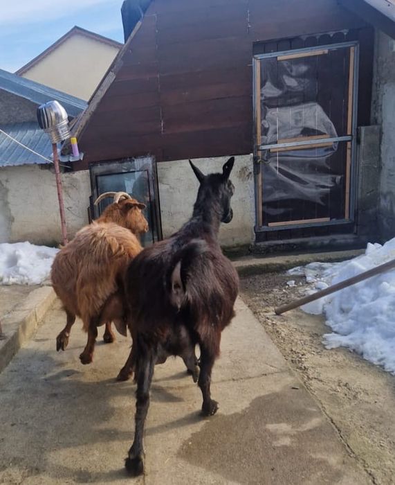 Capre gestante de lapte