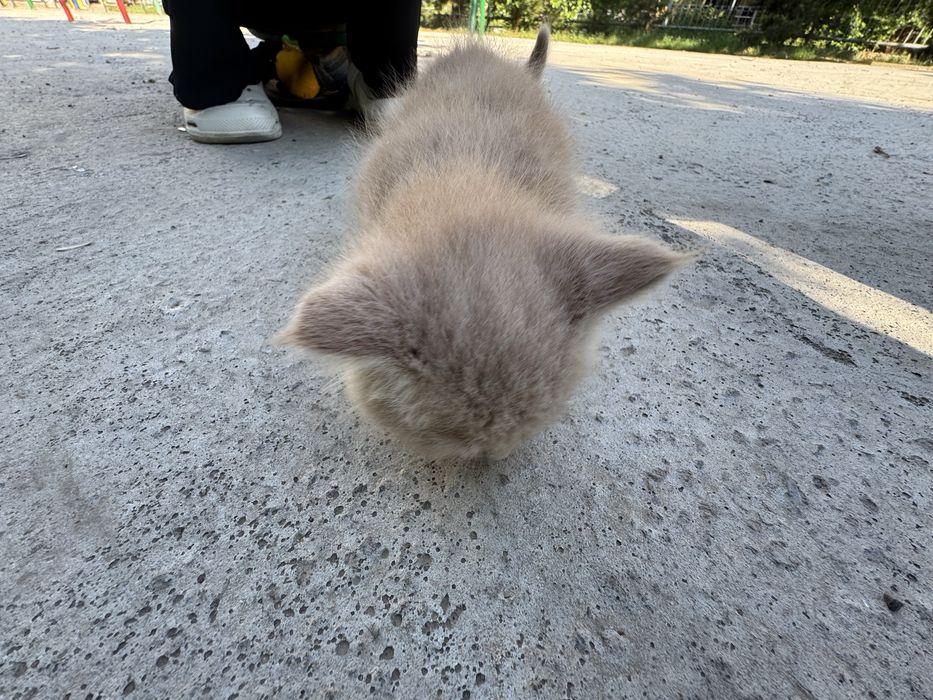 Mushuk Turetski angora