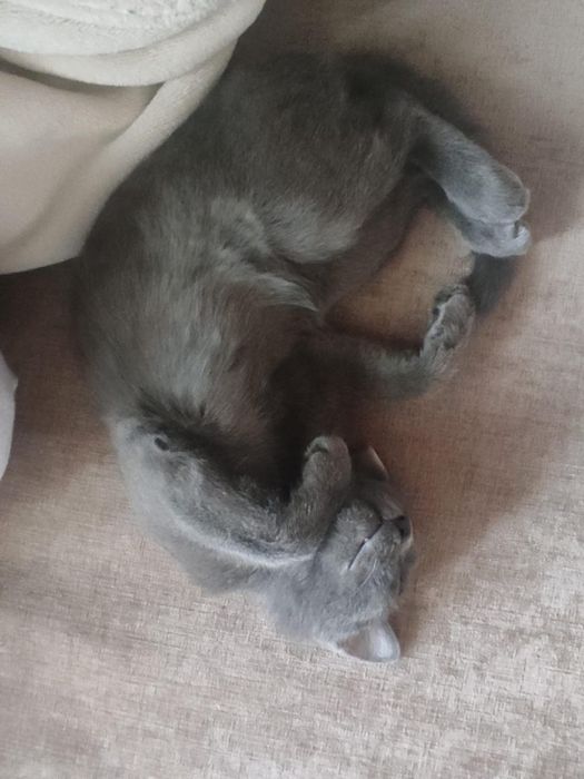 Отдам котенка в хорошие руки