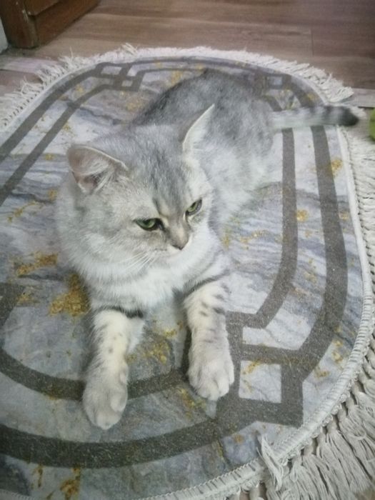 Кошка британской породы