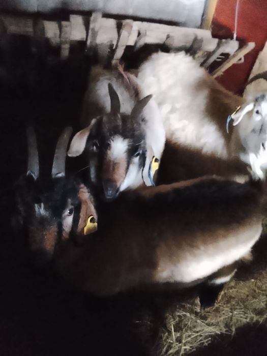 Продам козлов и козлят