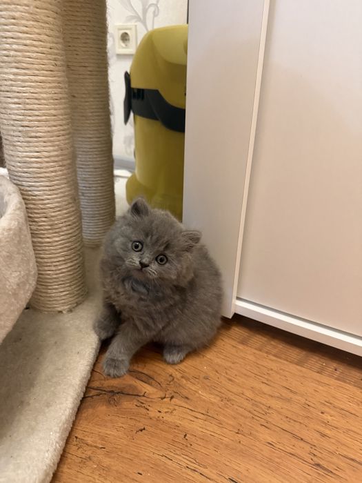 британски котета
