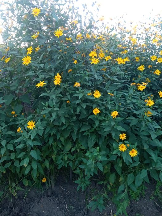 Продам топинамбур