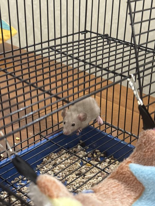 Крысы с клеткой и прибамбасами