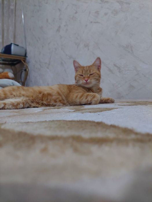 Отдам в добрые руки.