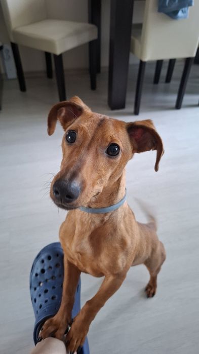 Подарявам мъжко дакелче