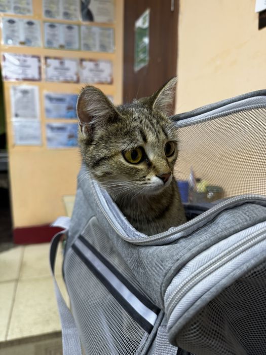 Ищем дом для кошки
