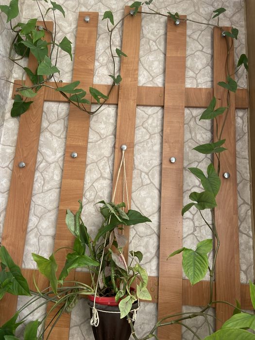 ,Сциндвптусы,сингониумы,эпипремнум