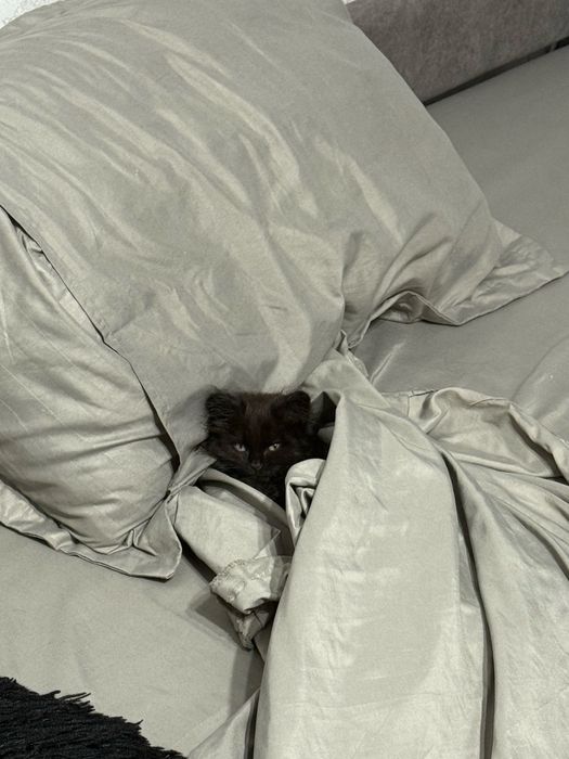 Отдам кошечку в добрые руки!