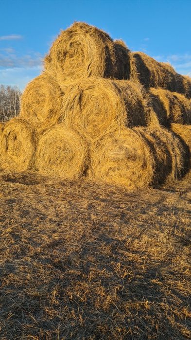 Продам сено лесное .