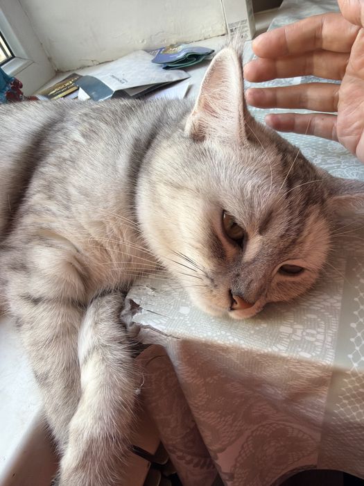 Отдам кошку в хорошие руки