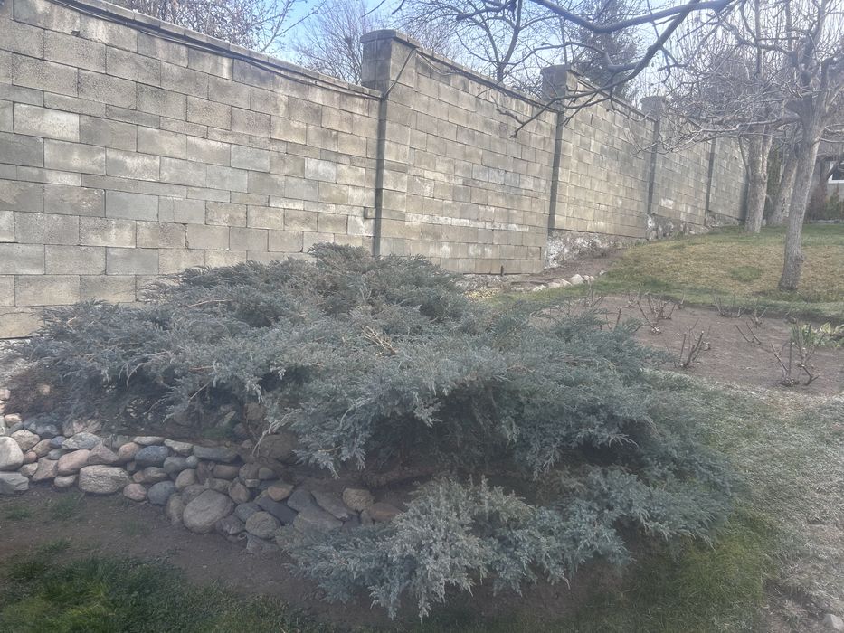 Хвойные и кустарники из грунта