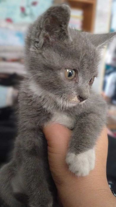отдам котят в добрые руки