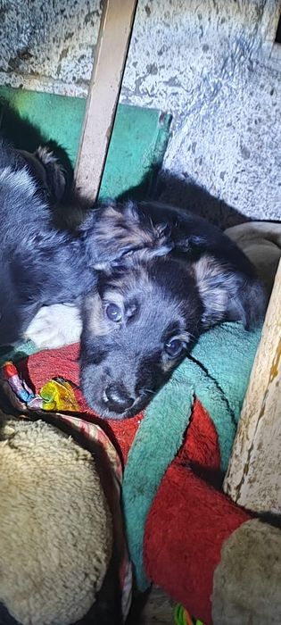 Отдам щенков . .