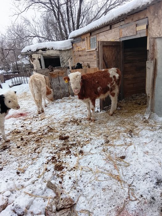 Здравствуйте продаю 3 бычков возраст 7 месяцев