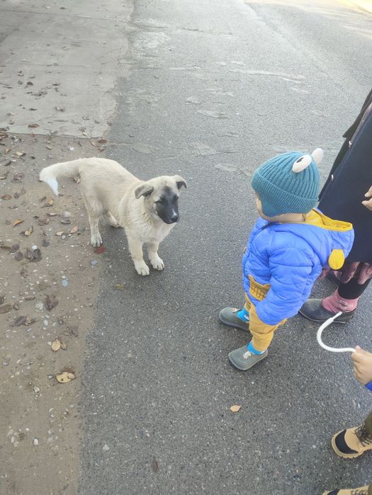 Кушик сатылады срочно