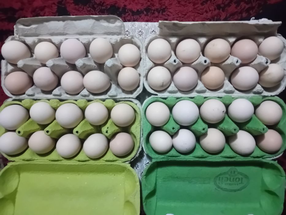 Pui si ouă  pentru  incubat Australorp