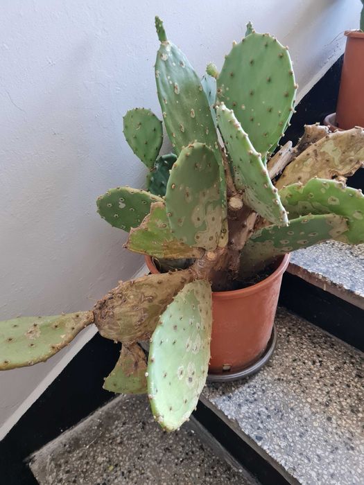 Кактуси , агавве малки и големи