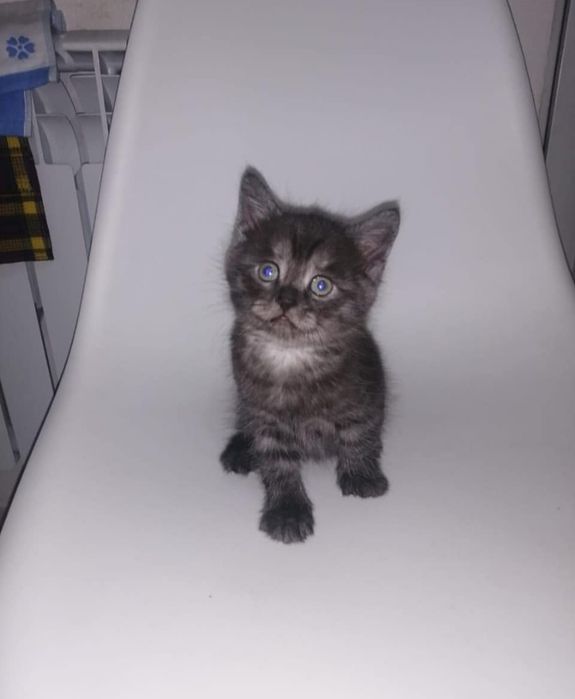 Котята  мальчики и девочки по 20-15тыс