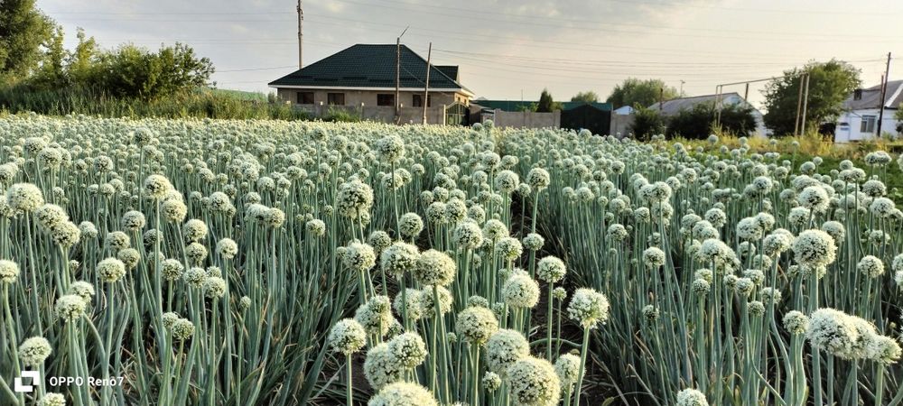 Семена Манас первосьем