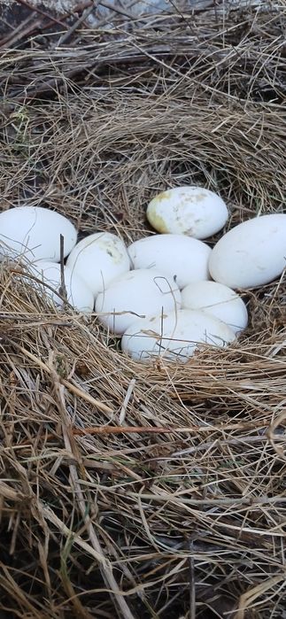 Vand oua de gasca pentru consum sau incubatie