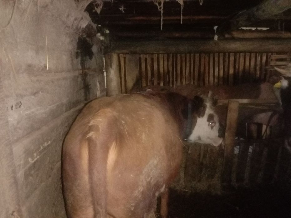 Продам быка один год