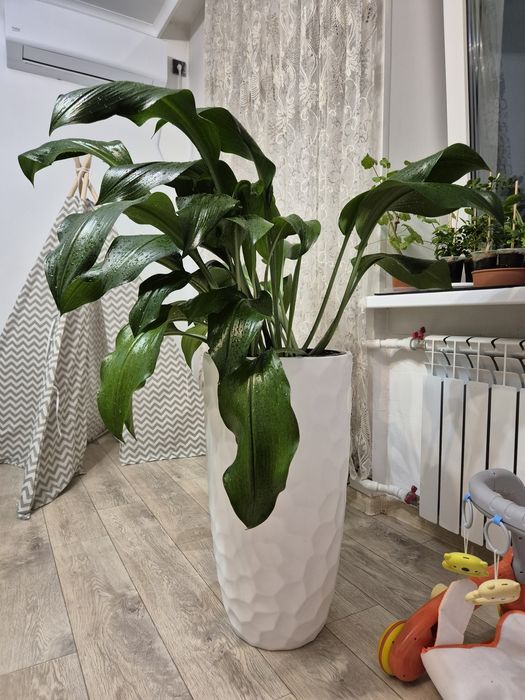 Эухарис, амазонская лилия