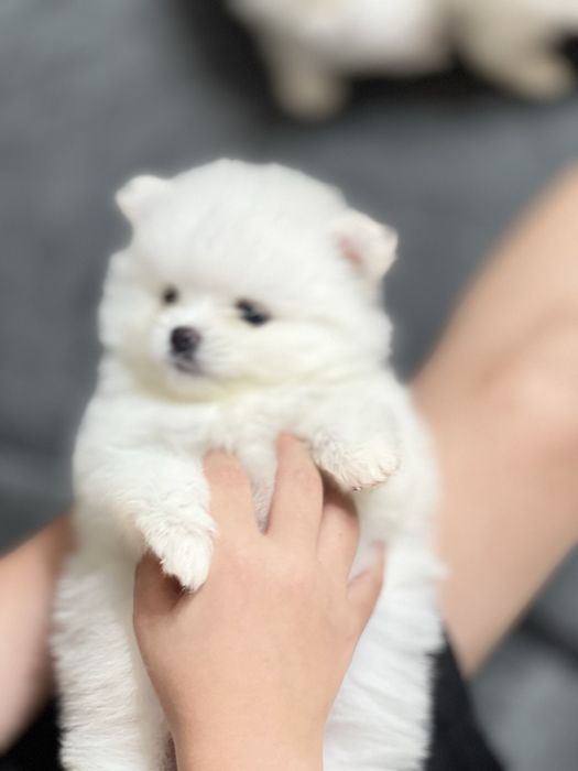 Щенки шпица на 8 марта для любимых