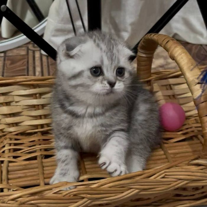 Скоттиш фолд серебристая шиншилла