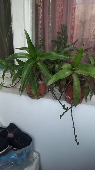 Золотой ус лечебный