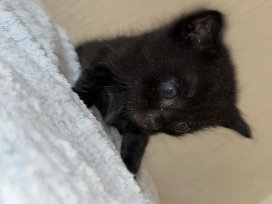 Котята 1 мес в добрые руки