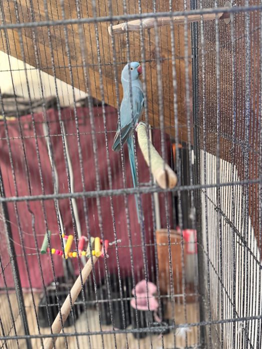 Papagal Micul Alexandru +cusca volier