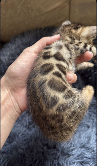 Бенгальские котята