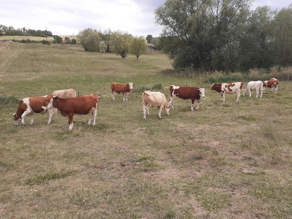 Vand juninci si taurasi