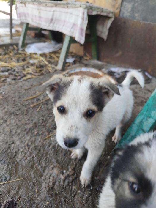 Отдам звоночков бесплатно