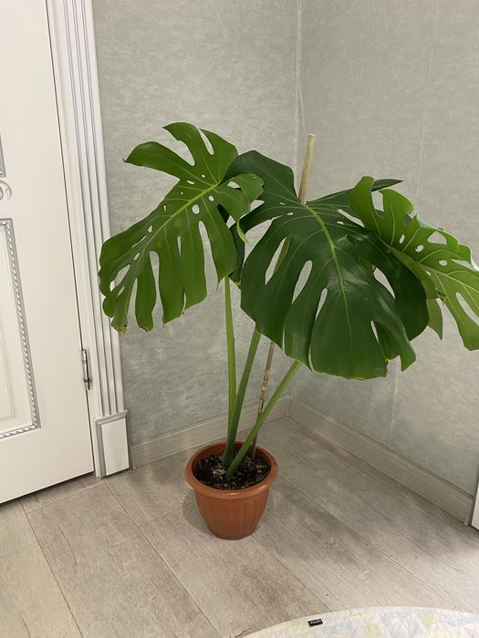 Продам монстеру по выгодной цене