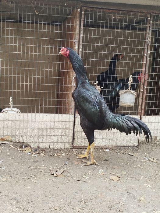 3 Моки 1 хуроз сотилади.