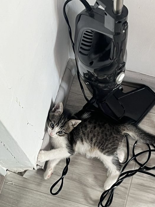 Котёнок в добрые руки (Уральск)