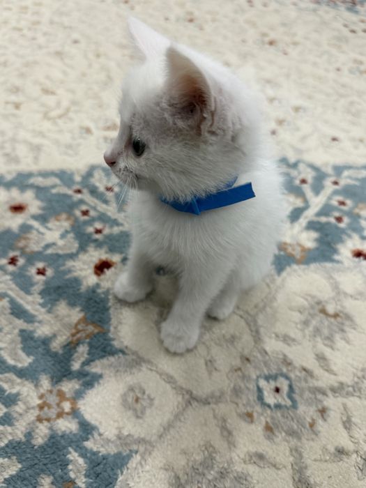 Котенок в добрые руки