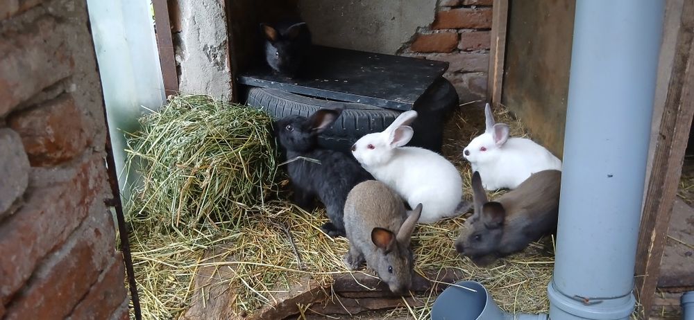 Iepurași de vânzare cu vârsta de 2 luni