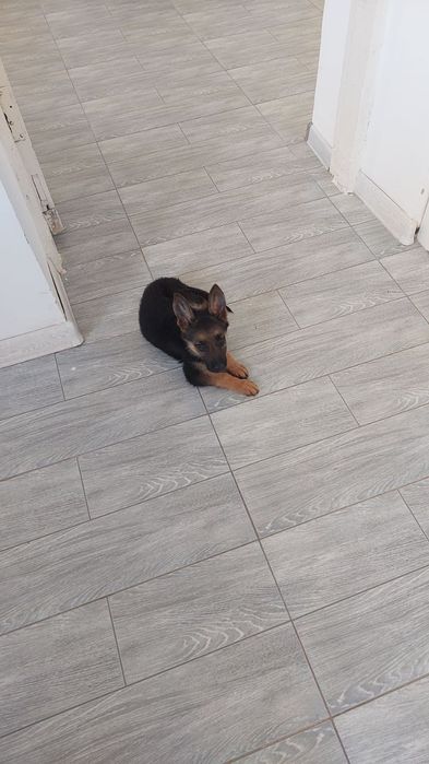 Janob Pibodining porno sarguzashtlari